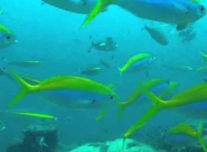 Packages in Havelock