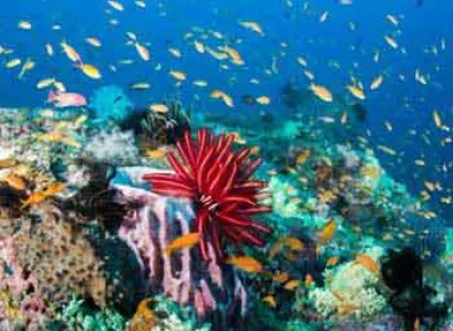 Packages in Havelock