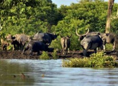 1 Day Kaziranga Tour