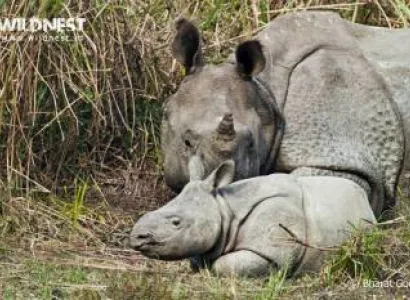 1 Day Kaziranga Tour