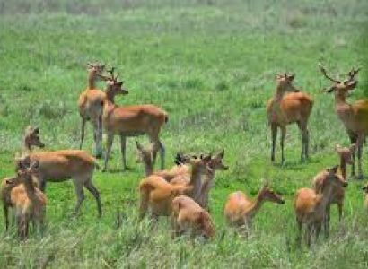 Foreign Nationals 15 Days Arunachal Meghalaya Assam Nagaland Tour