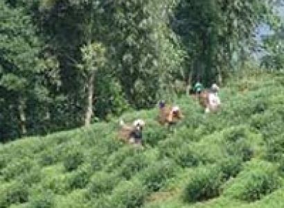 Andaman Island View Package