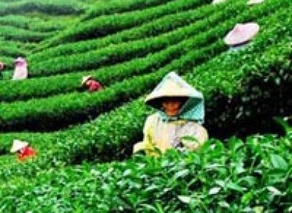 Darjeeling Tour Package