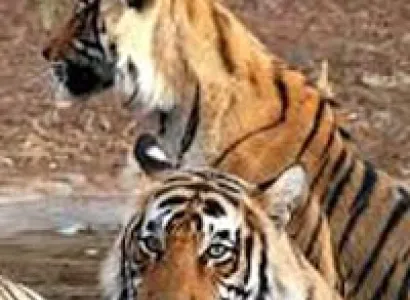 Golden Triangle Sariska Tour