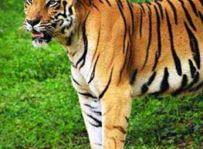 Short Escape to Sariska Tour