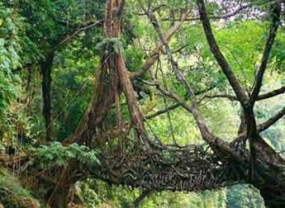 Beautiful Shillong with Guwahati Tour