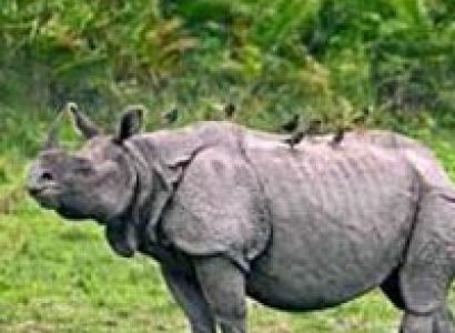 Kaziranga Wildlife Tour