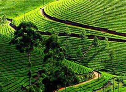 Packages in Thekkady