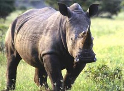 Kaziranga Wildlife Tour