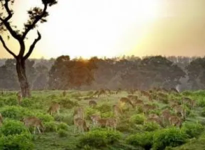 4 Day Trip From Bangalore - Mysore - Bandipur - Ooty