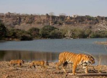 5 Day Trip From Delhi - Jaipur - Ranthambore – Udaipur