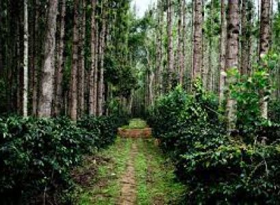 Misty Chikmagalur - Coorg - 6Night - 7Days