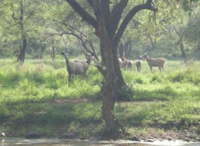 Sariska Tour