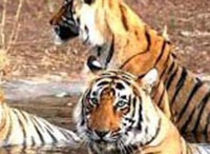 Ranthambore Tour