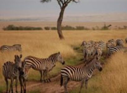 Best Of Kenya Tour