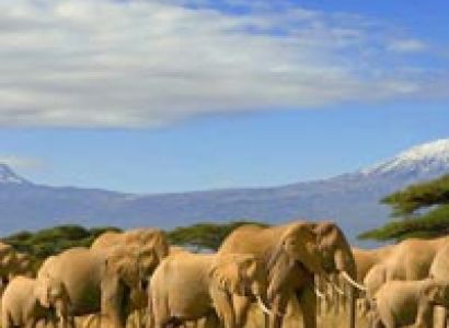8 Days Amboseli, Lake Nakuru & Maasai Mara Game Reserve Tour