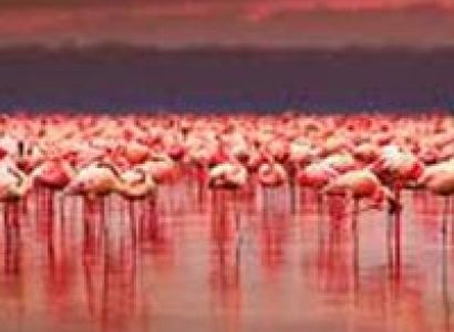 8 Days Amboseli, Lake Nakuru & Maasai Mara Game Reserve Tour