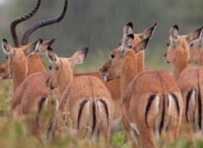 8 Days Amboseli, Lake Nakuru & Maasai Mara Game Reserve Tour