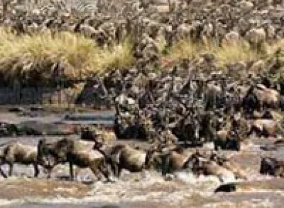 8 Days Amboseli, Lake Nakuru & Maasai Mara Game Reserve Tour