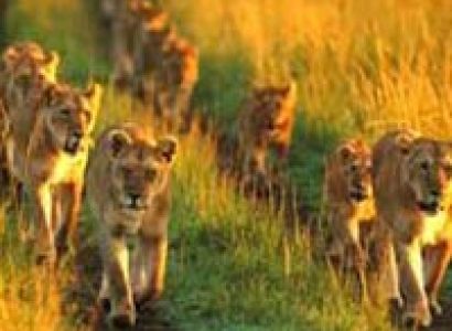 8 Days Amboseli, Lake Nakuru & Maasai Mara Game Reserve Tour