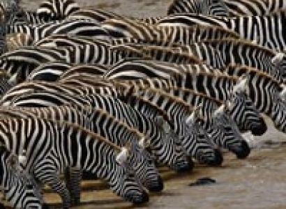8 Days Amboseli, Lake Nakuru & Maasai Mara Game Reserve Tour