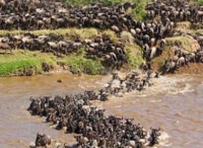 Migration Itinerary Tour