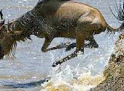 Migration Itinerary Tour