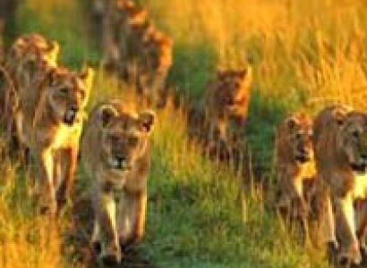 Migration Itinerary Tour