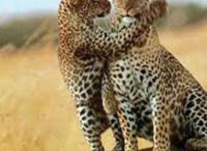 10 Days Best Of Kenya Safari Package