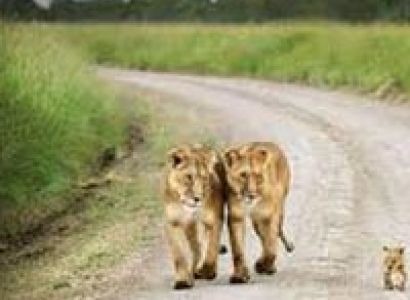 8 Days Amboseli, Lake Nakuru & Maasai Mara Game Reserve Tour