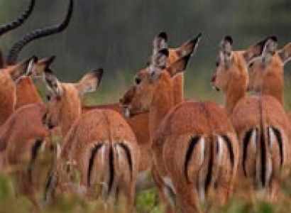 Golfing Itinerary Tour