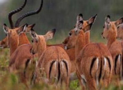 Golfing Itinerary Tour