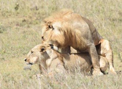 Maasai Mara Experience Tour