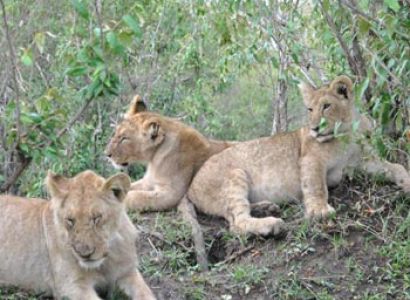 Maasai Mara Experience Tour