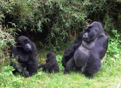 3 Days Rwanda With Last Night Kigali