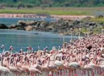 5 Days Nakuru - Naivasha - Mara Tour