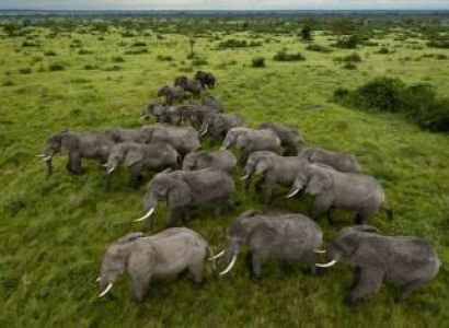 7D Arusha National Park - Tarangire - Manyara - Serengeti - Ngorongoro Tour