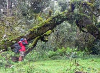 6D Arusha National Park - Tarangire - Serengeti - Ngorongoro Tour