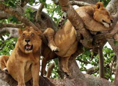 6D Lake Manyara - Tarangire - Serengeti - Ngorongoro Tour