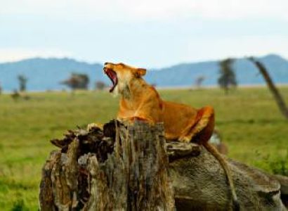 5D Tarangire - Lake Manyara - Serengeti - Ngorongoro Tour