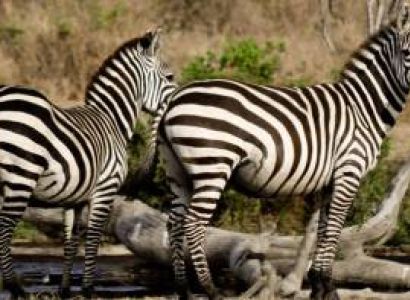 4 Days Ruaha National Park Tour By Air