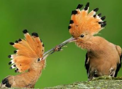 7 Days Amboseli - Nakuru - Maasai Mara Tour