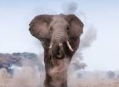 5 Days Tsavo West - Amboseli National Parks Tour