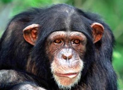 Mahale National Park 4 Days - 3 Nights Tour