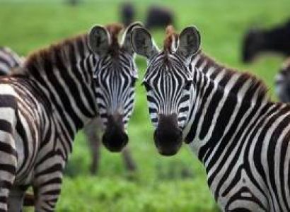 5 Night - 6 Days Serengeti Safari Tour