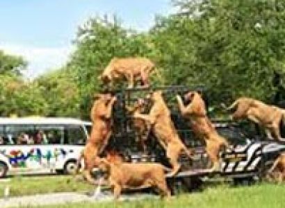 Phuket With Bangkok Tour