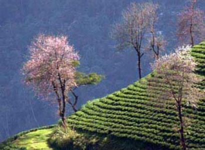 Gangtok Kalimpong Pelling Darjeeling Trip Tour
