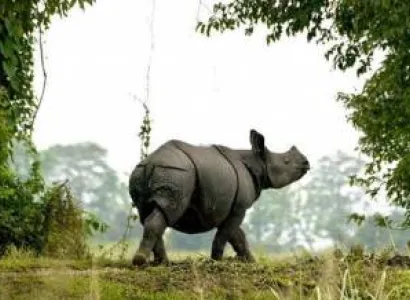 Short Escape to Kaziranga