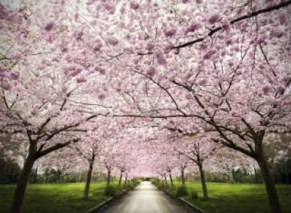 Cherry Blossom Festival Package - Shillong