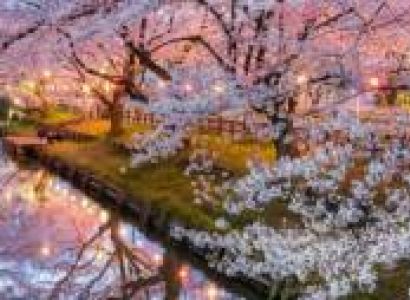 Cherry Blossom Festival Package - Shillong